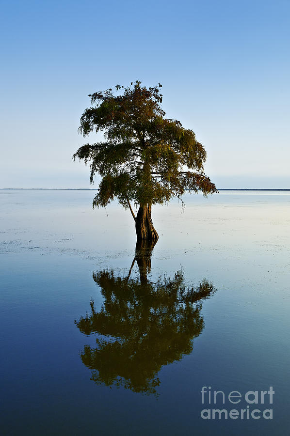 Water Tree Photograph by John Greim Fine Art America