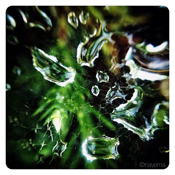 Dewdrops Photograph - Water Web by Natasha Marco