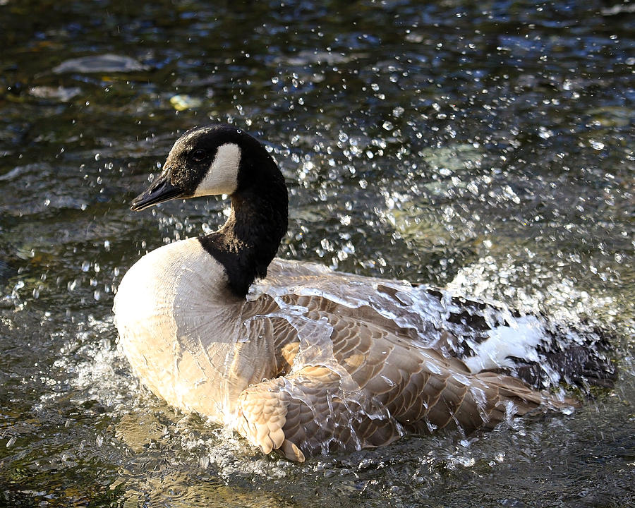 Water World Photograph by Steve McKinzie - Pixels