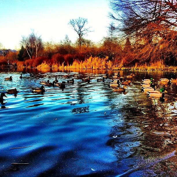 Winter Photograph - #waterbody #waterfowl #ducks #winter by Victor Wong