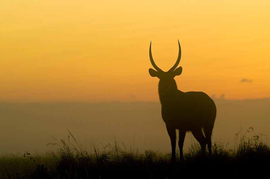 Waterbuck at Dawn Photograph by Michele Burgess