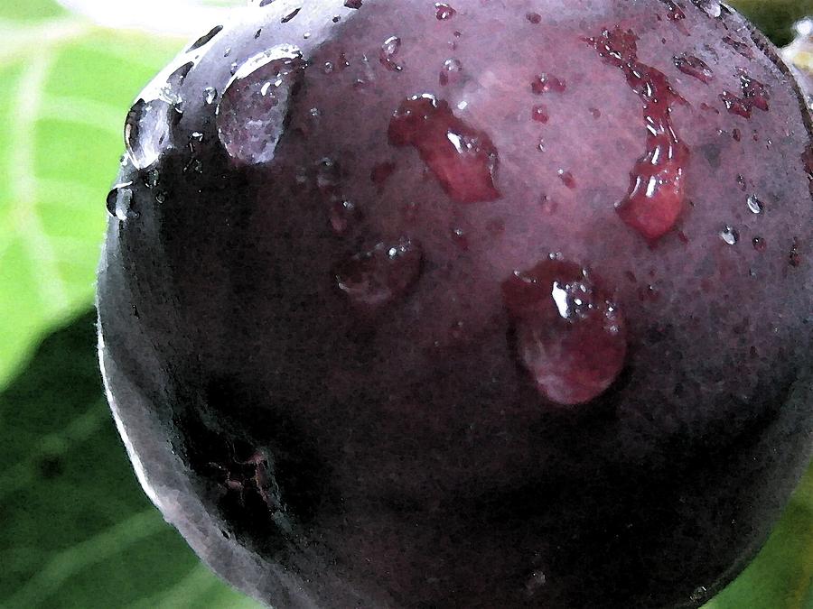 Dark Purple Fig - Fruit Photograph by Susan Carella