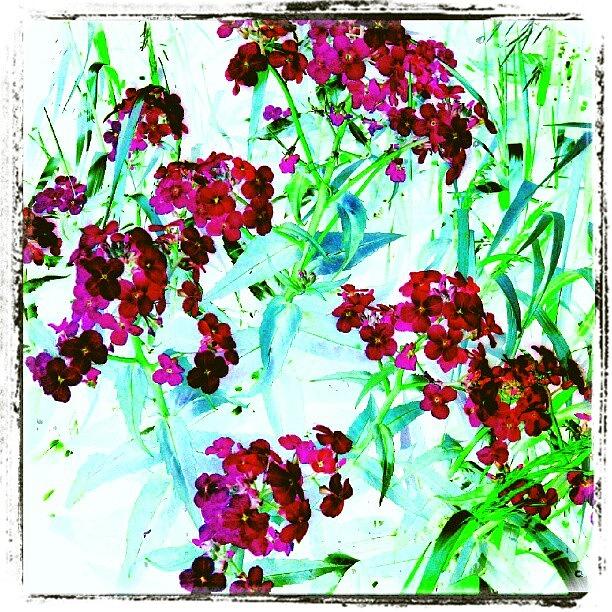 Abstract Photograph - Watercolor Garden #android # by Marianne Dow