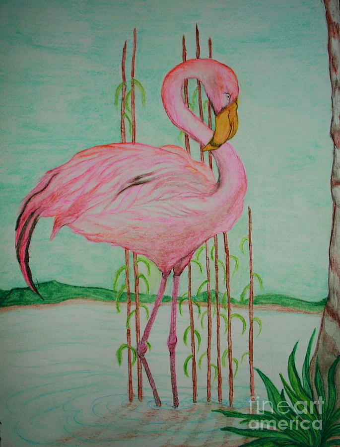 Watercolor Pencil Flamingo Painting by Christina A Pacillo