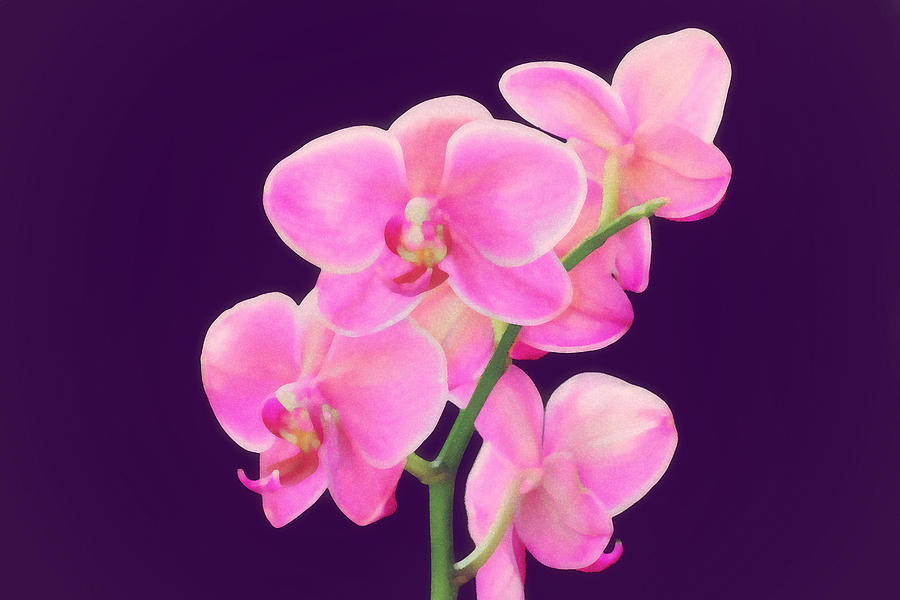 Watercolor Purple Orchid Photograph by Joe Myeress