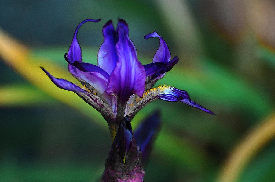 Iris Photograph - Watercolored Iris Photo by Jean Booth