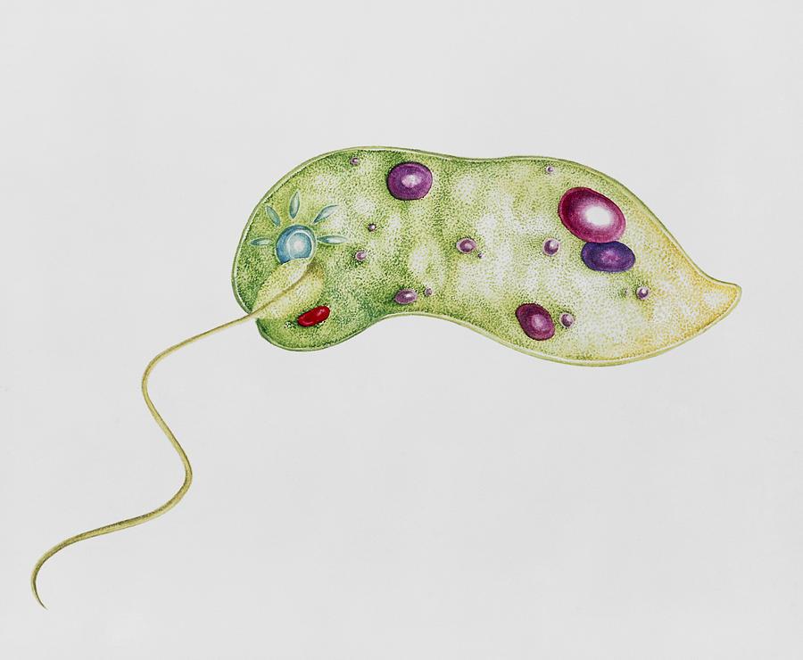 Watercolour Artwork Of The Protozoan, Euglena Sp. Photograph by Lizzie