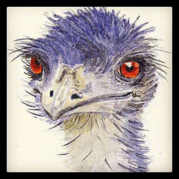 Emu Photograph - Watercolour Sketch Of Emu by Ruca Cao