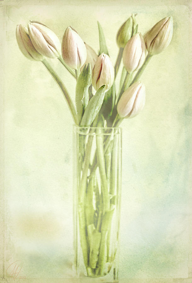 Watercolour Tulips  Digital Art by Margaret Hormann Bfa
