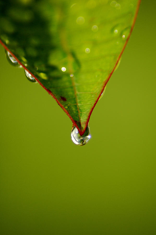 Waterdrop Photograph by David Weeks