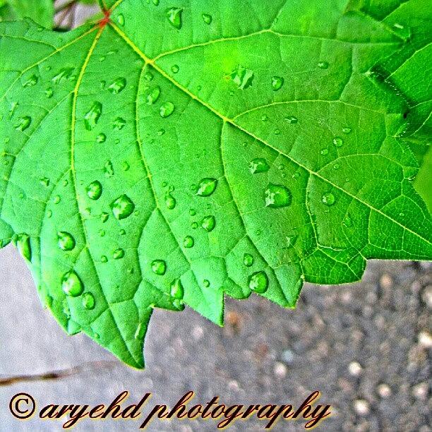 On Photograph - #waterdrop #waterdroplet #raindrop by Aryeh D