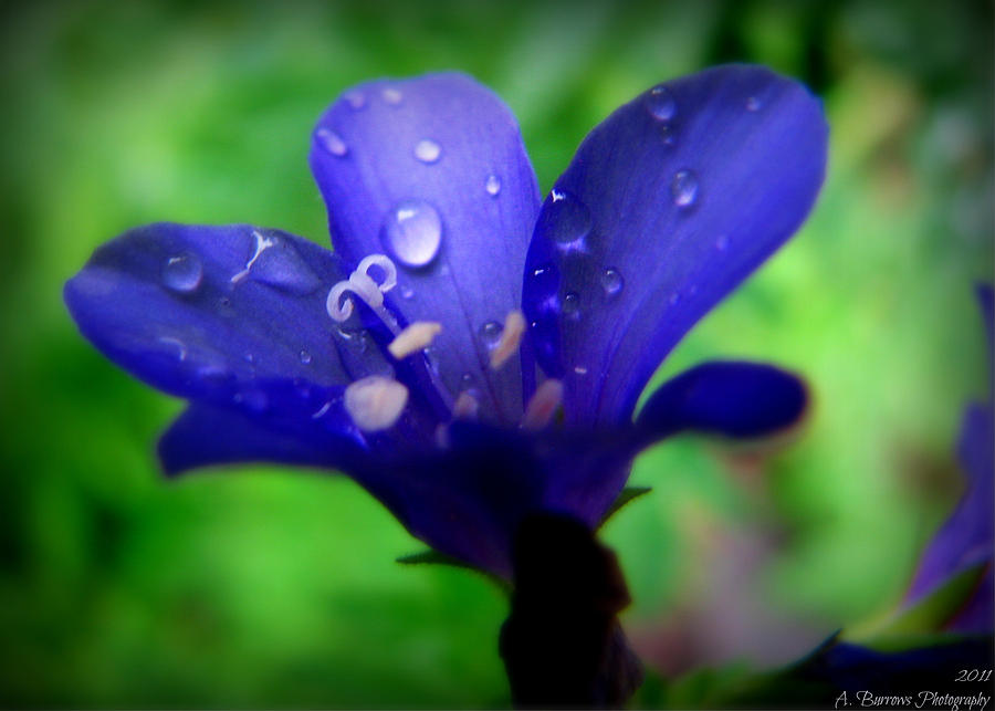 Waterdrops on a Blue Bloom Photograph by Aaron Burrows