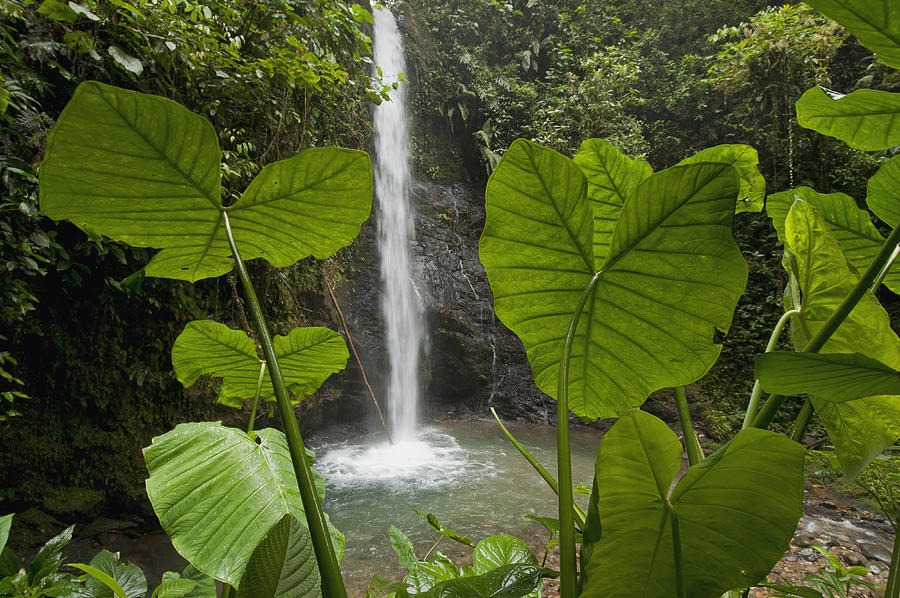 Waterfall In Lowland Tropical Rainforest Photograph by Murray Cooper