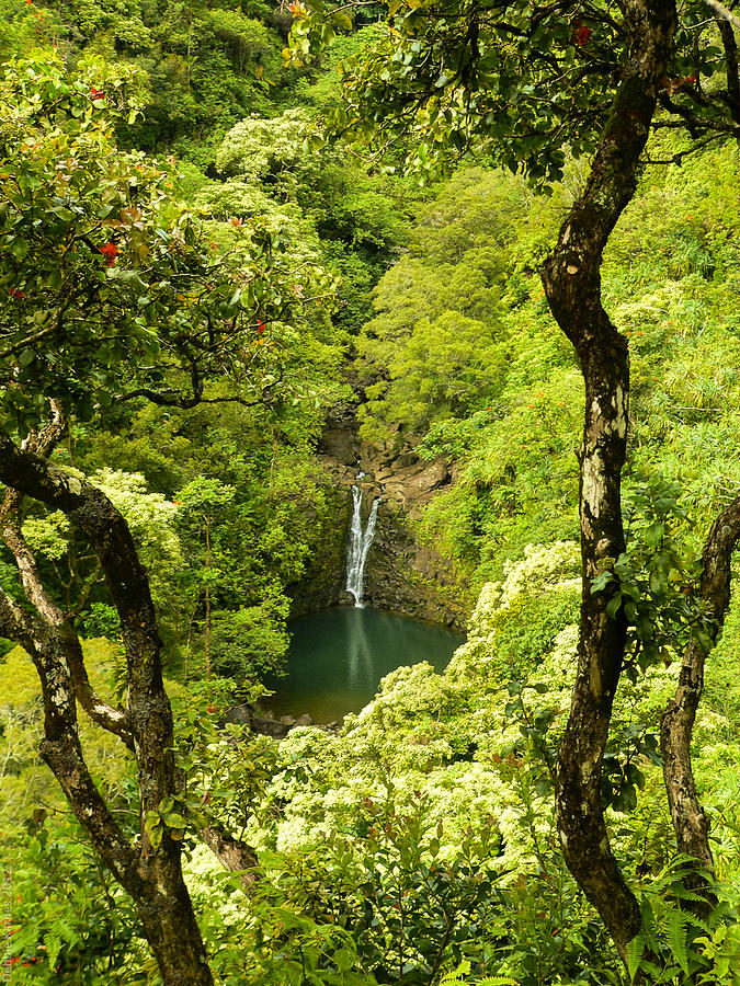 Waterfall in Maui Photograph by Debbie Karnes