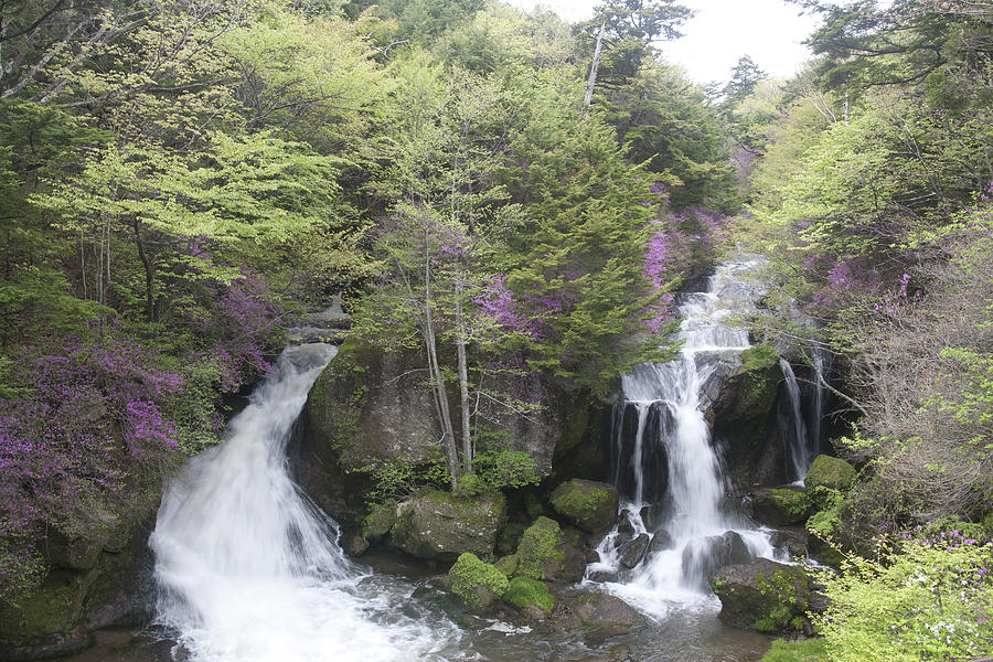 Waterfall in Spring Photograph by Masami Iida