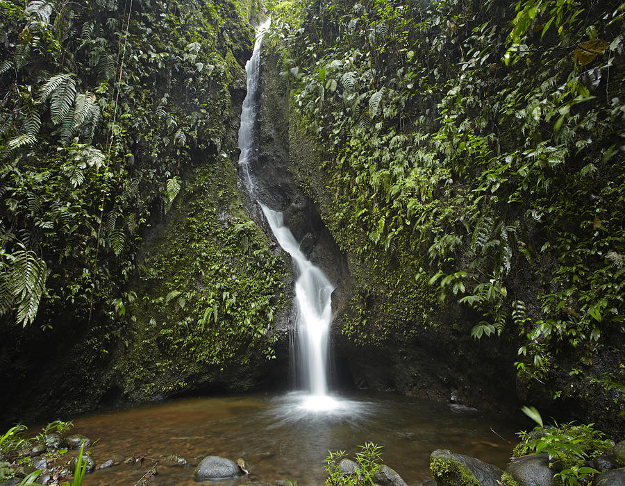 Waterfall In The Milpe Bird Sanctuary Photograph by Tim Fitzharris