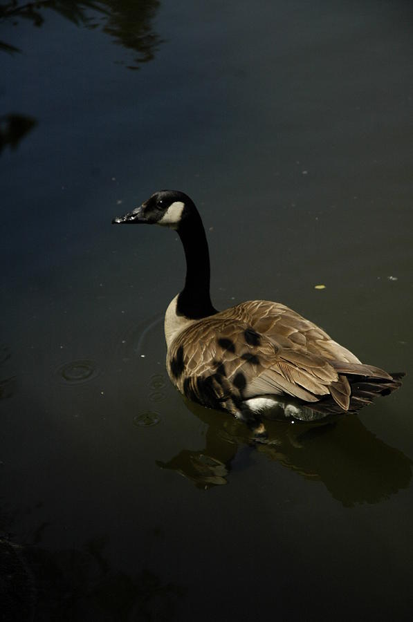 Waterfowl Photograph by Darcy Dekker - Fine Art America