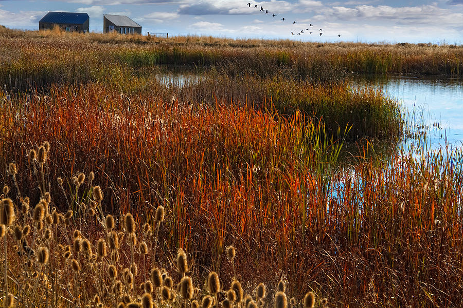 Waterfowl Refuge Photograph by Douglas Pulsipher