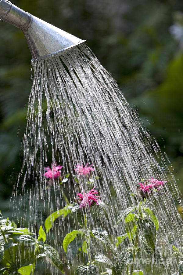 Watering Can Photograph by Picture Partners and Photo Researchers