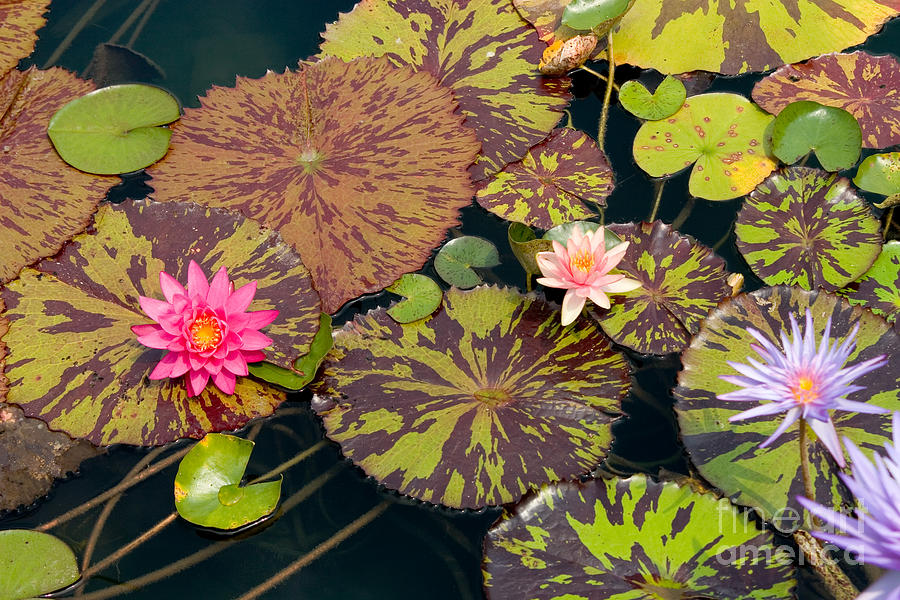 Waterlilies In A Garden Pool Photograph by Ted Kinsman