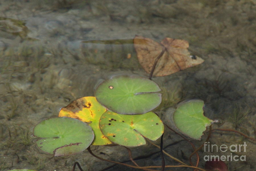 Waterlilies Photograph by Margaret Hamilton