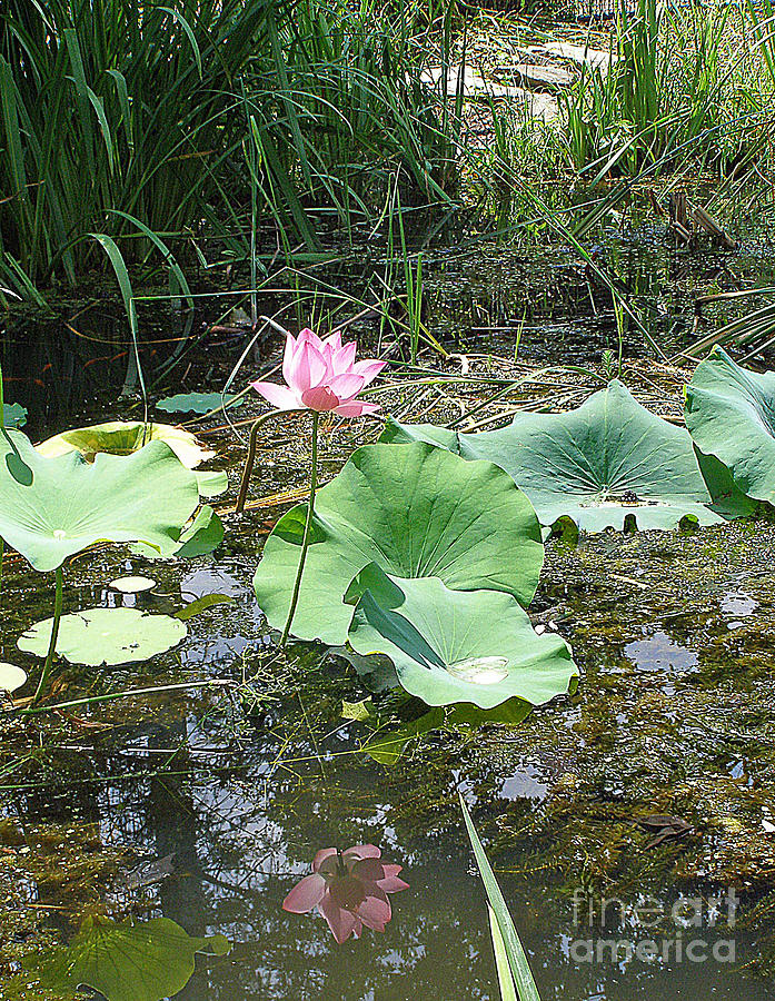 Waterlilly Pink Photograph by Louise Peardon