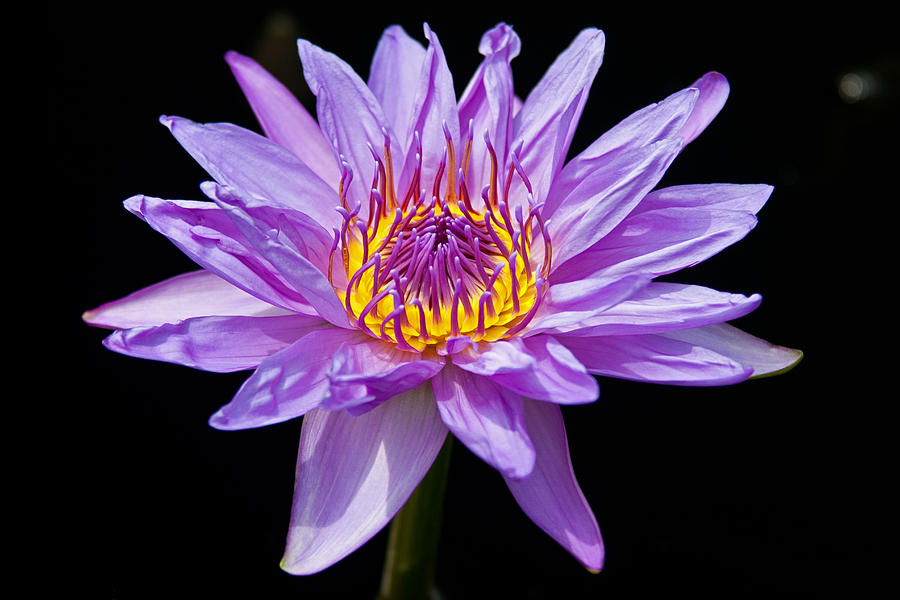 Waterlily Photograph by David Freuthal