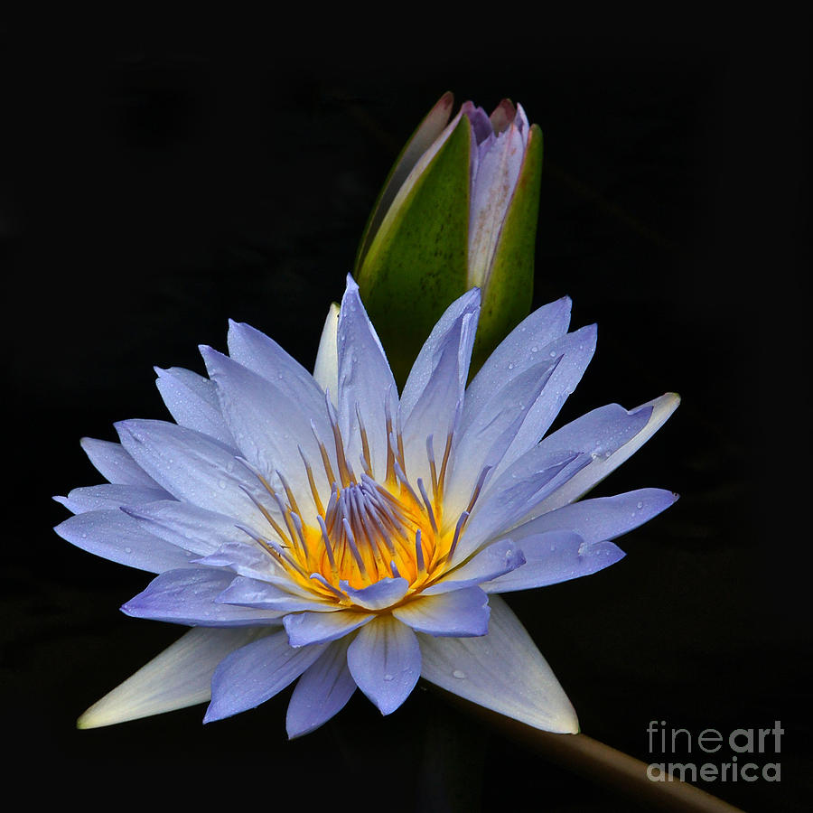 Waterlily Flower And Bud Photograph by Byron Varvarigos