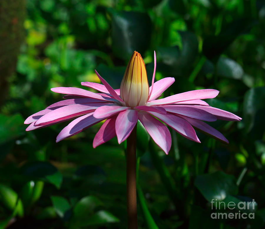Flowers Still Life Photograph - Waterlily by Louise Heusinkveld