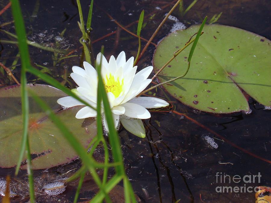Waterlily Photograph by Margaret Hamilton