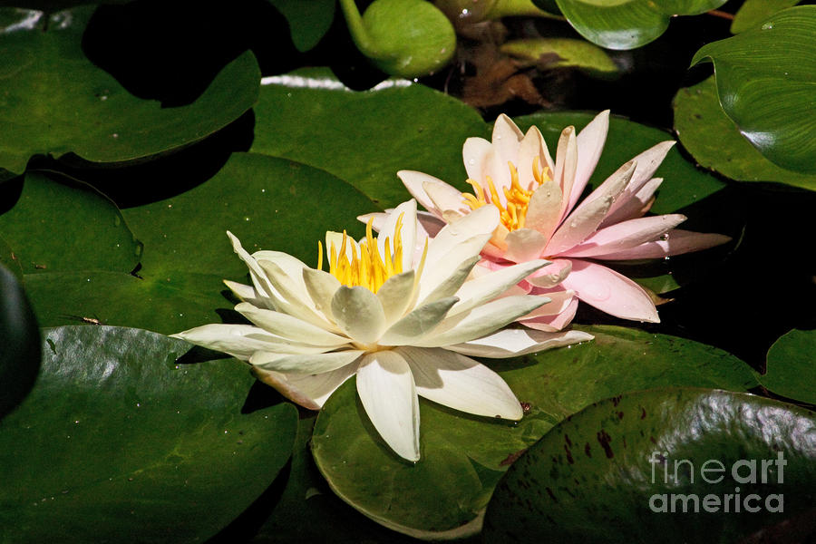 Nature Photograph - Waterlily Twins 1 by Robert Sander