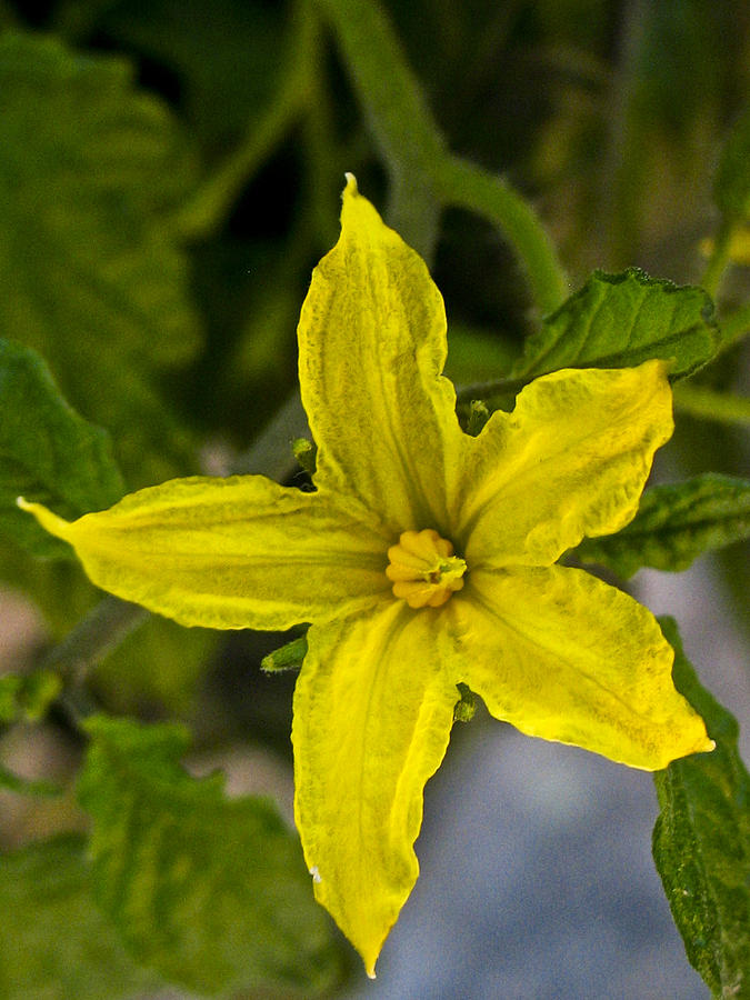 Watermelon Flower Photograph by Jesus Nicolas Castanon