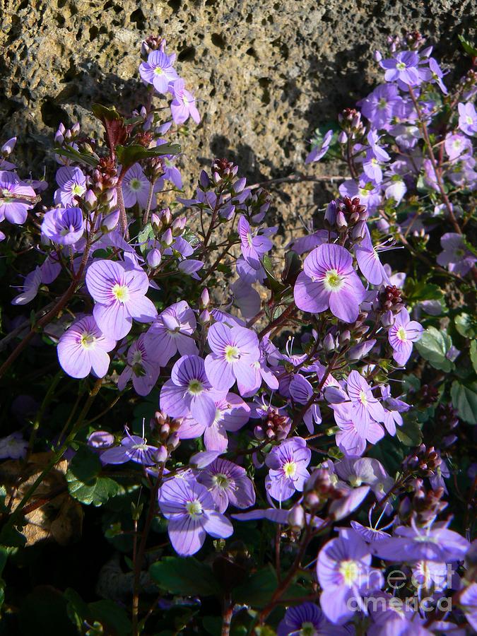 Waterperry Blue Veronica Ground Cover Photograph By Diana Besser