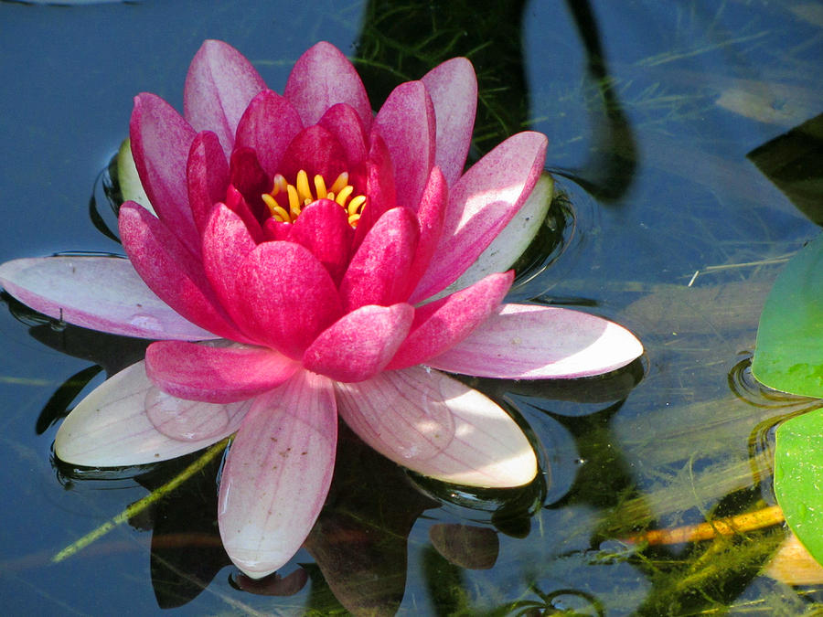 Waterr Lily on Pond Photograph by Bob Dashman - Fine Art America