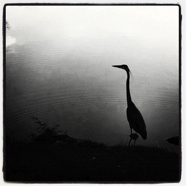Crane Photograph - Waters Edge by Dave Edens