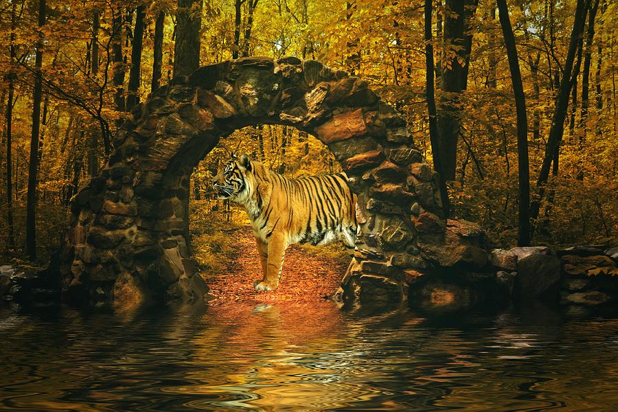 Animal Photograph - Waters edge by Sharon Lisa Clarke