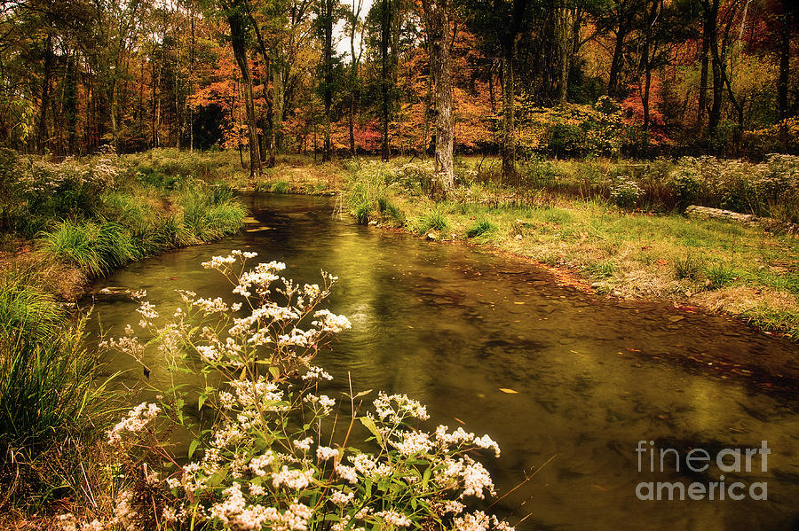 Tree Photograph - Waterside Flowers at Beavers Bend by Tamyra Ayles