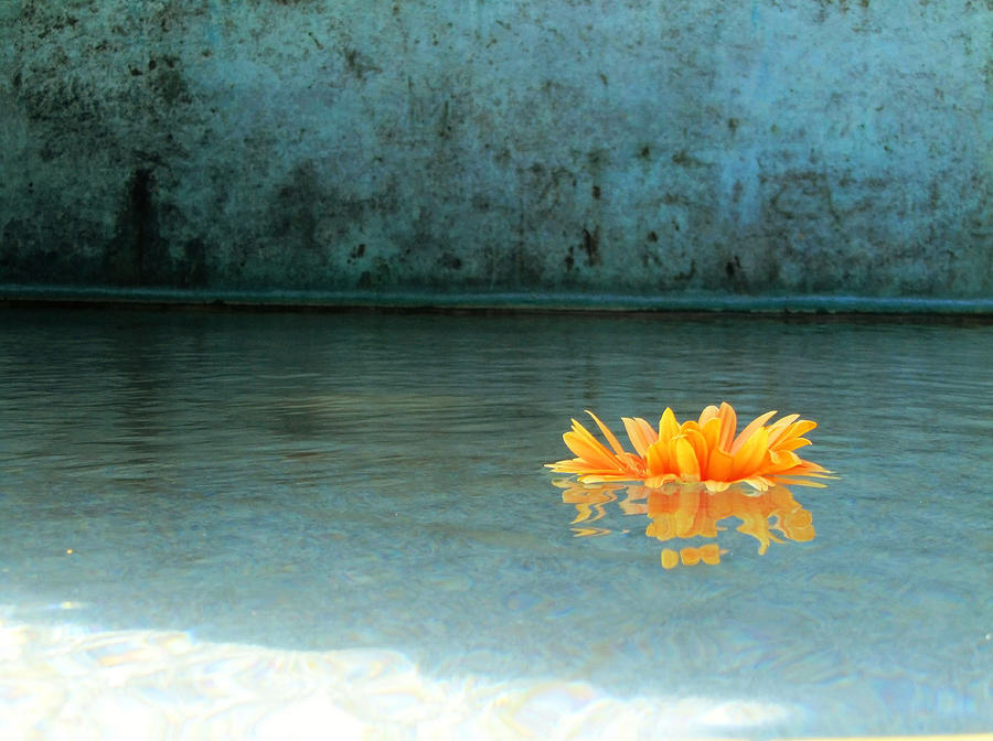 Flowers Still Life Photograph - Waterworld by Ana Longin