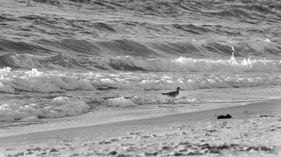 Wave Walkin II Photograph by Cathi Abbiss Crane - Fine Art America