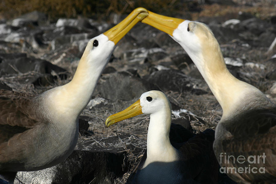 Albatross Photograph - Waved Albatross Mating Ritual by Matt Tilghman