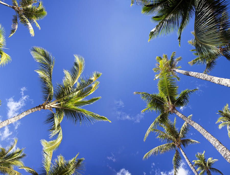 Waving Palm Trees Photograph by Dave Fleetham - Pixels