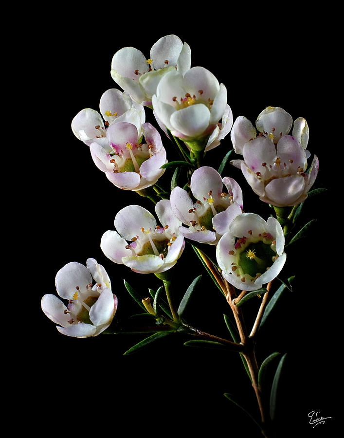 Wax Flowers Photograph by Endre Balogh