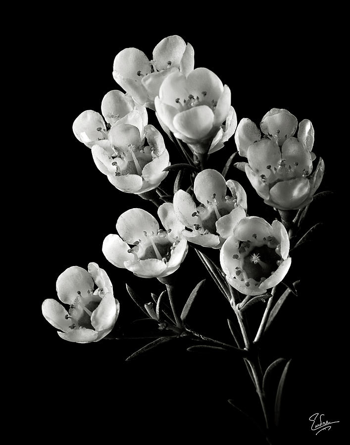 Flower Photograph - Wax Flowers in Black and White by Endre Balogh