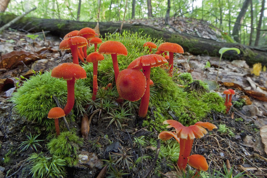 Waxcap Mushrooms Connecticut Photograph by Piotr Naskrecki