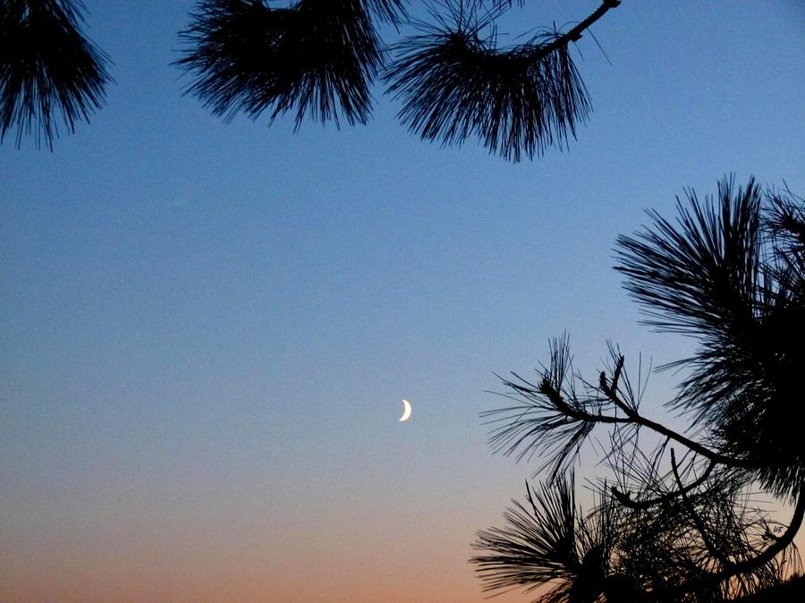Waxing Crescent Moon 2 Photograph by Will Borden