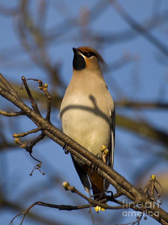 Waxwing 1 Photograph by Steev Stamford