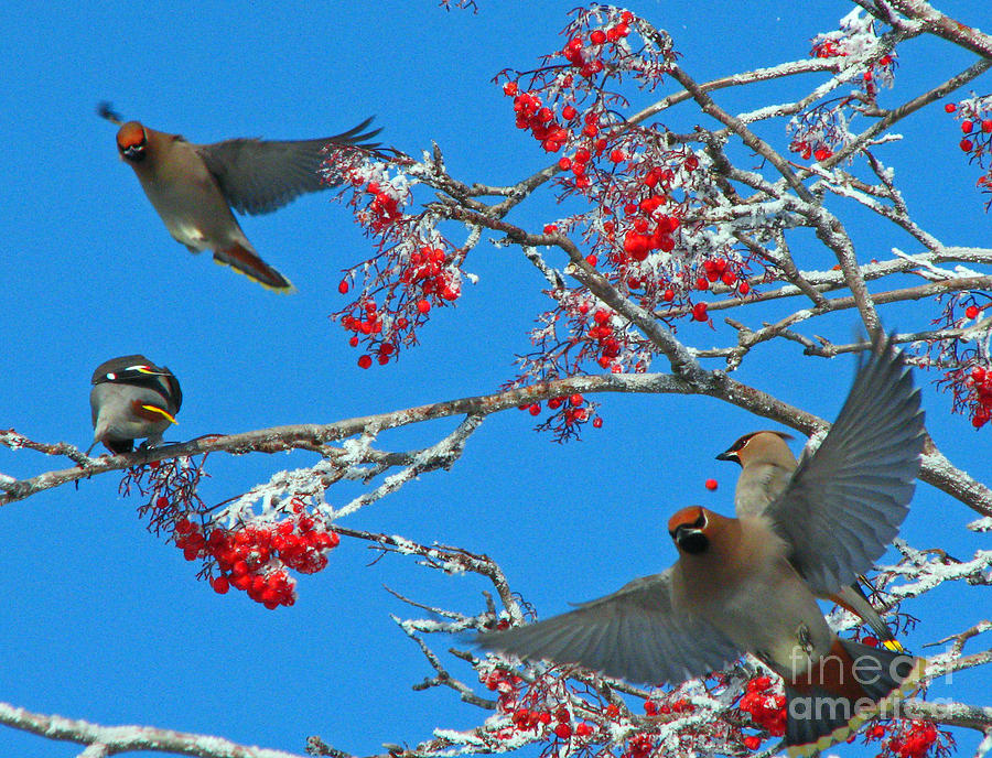 Bird Photograph - Waxwing Feast by Sandra Longstreet