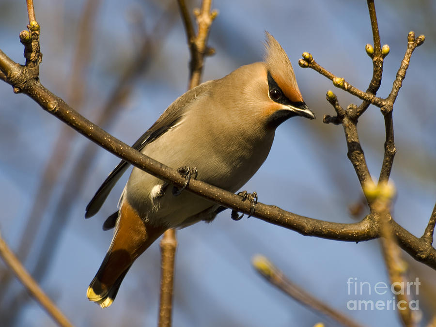 Waxwing Photograph by Steev Stamford