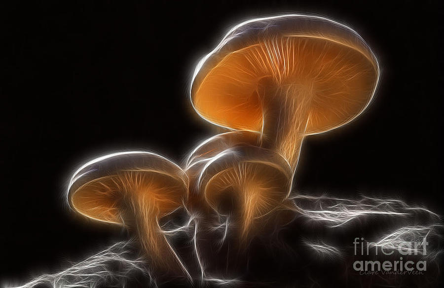 Waxy Cap Mushroom  Photograph by Clare VanderVeen