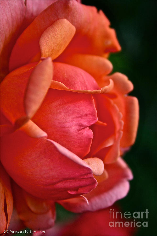 Wayward Rose Photograph by Susan Herber